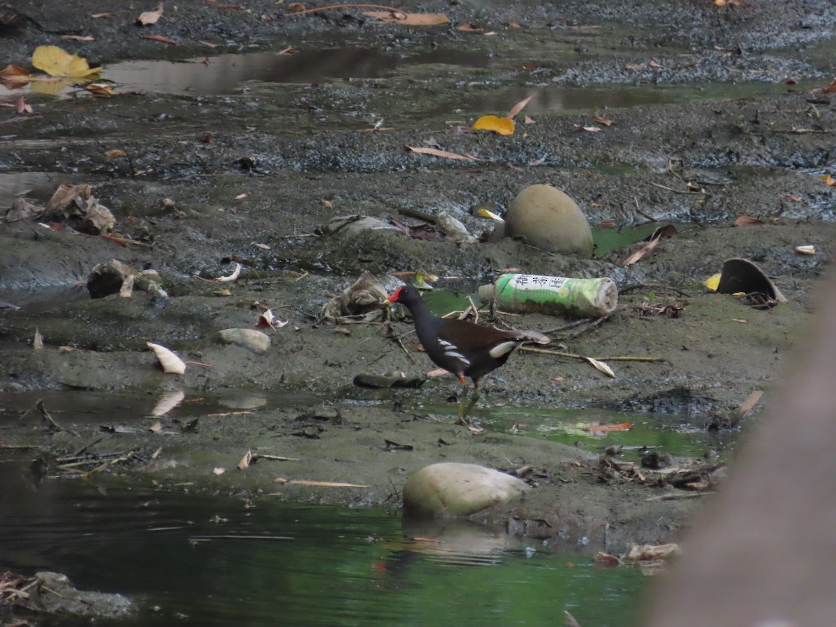 Eurasian Moorhen - 韋勳 陳