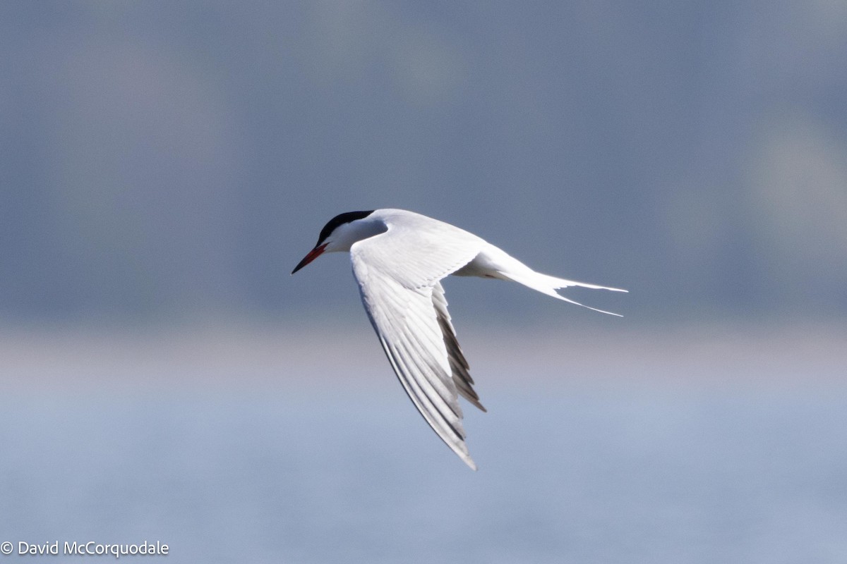 Common Tern - ML619670668