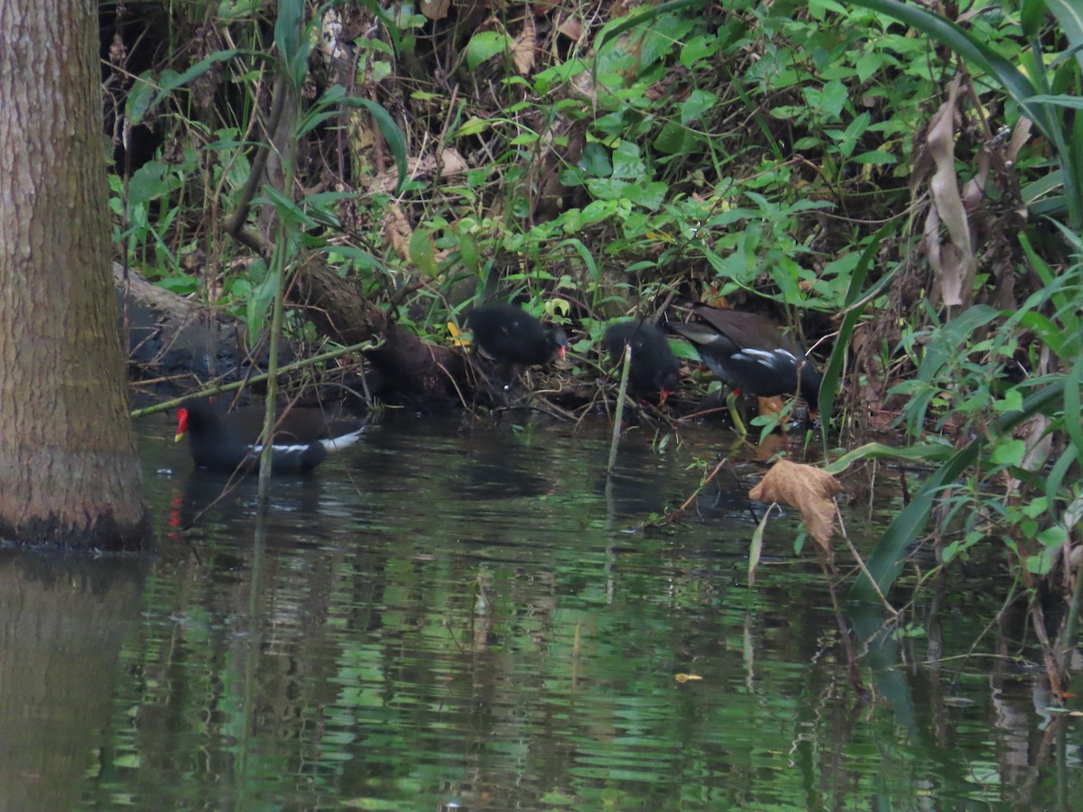 Eurasian Moorhen - 韋勳 陳