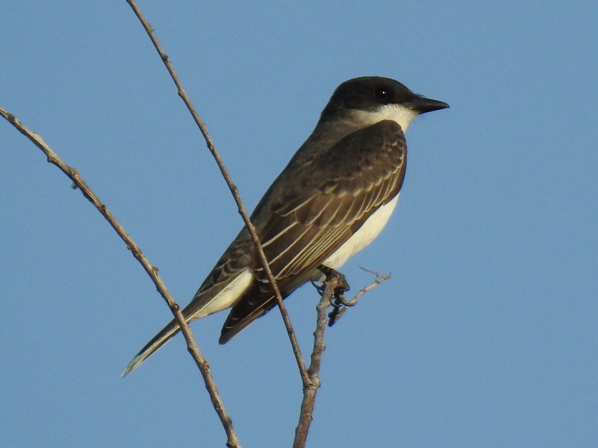 Eastern Kingbird - ML619670684