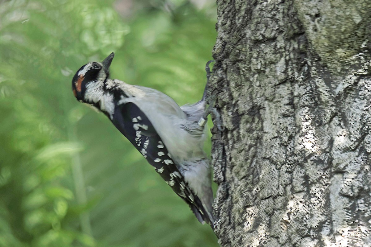 Hairy Woodpecker - Jim Tonkinson