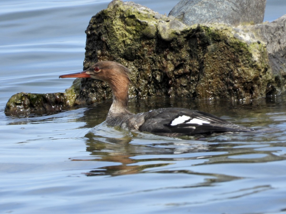 Red-breasted Merganser - ML619670698