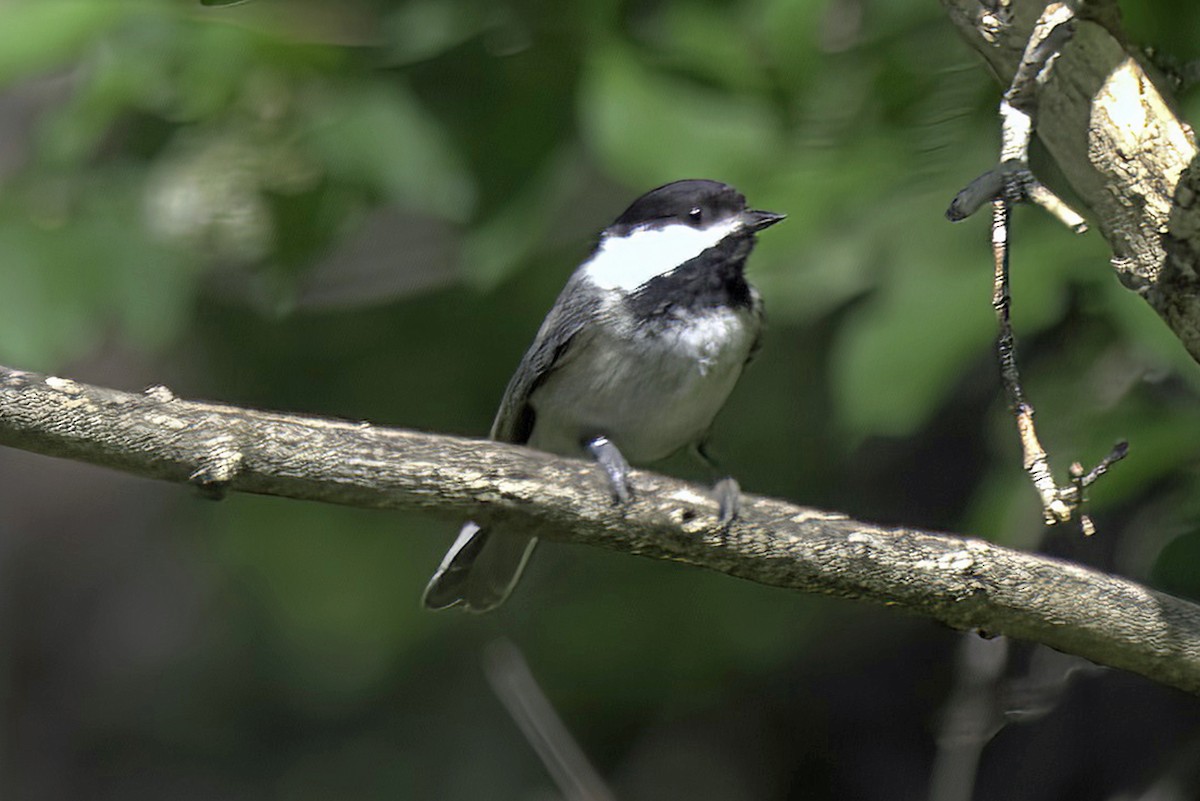 Black-capped Chickadee - Jim Tonkinson