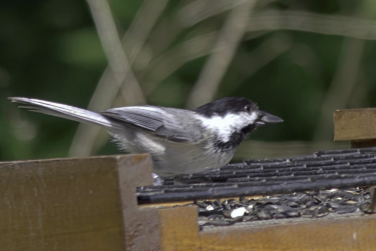 Black-capped Chickadee - Jim Tonkinson