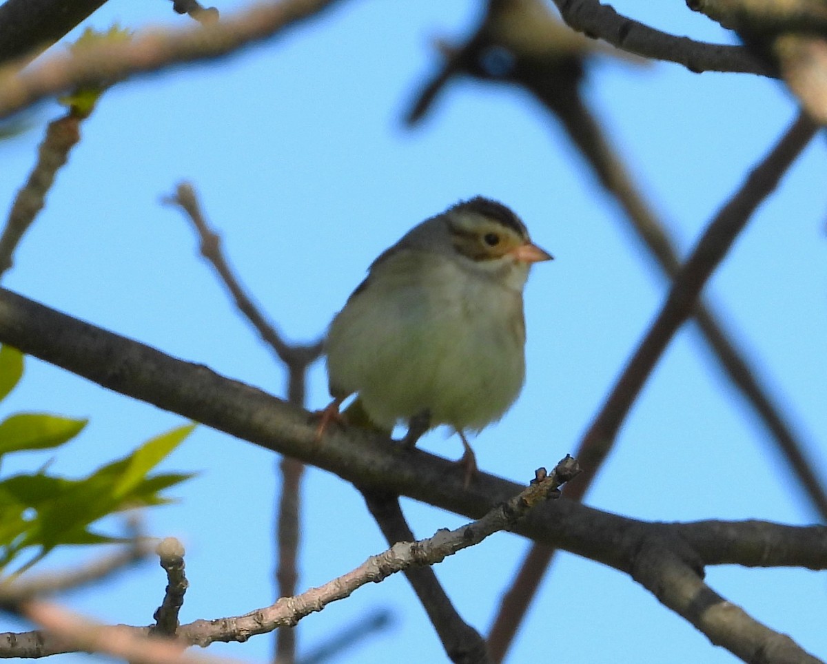 Clay-colored Sparrow - ML619670726