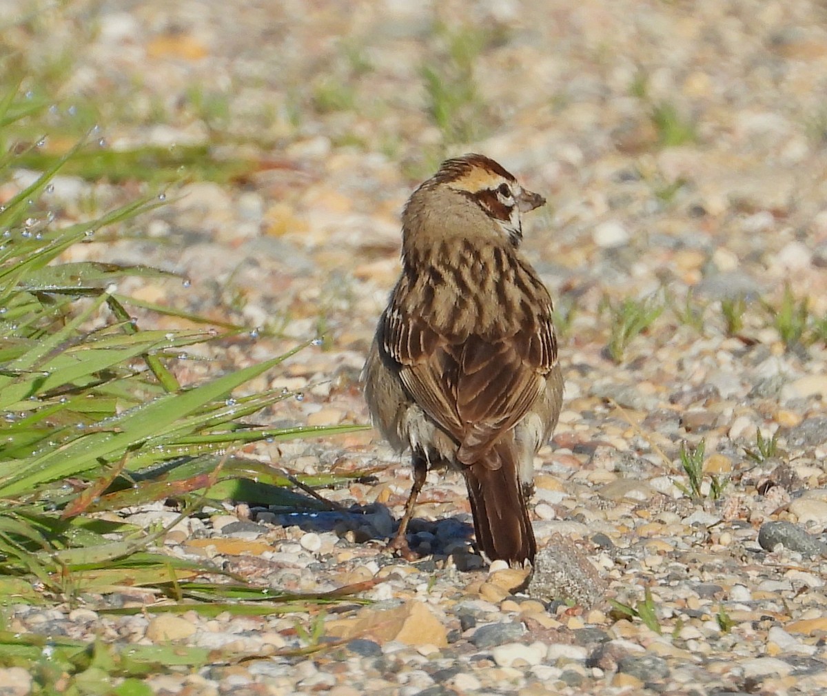 Lark Sparrow - ML619670747