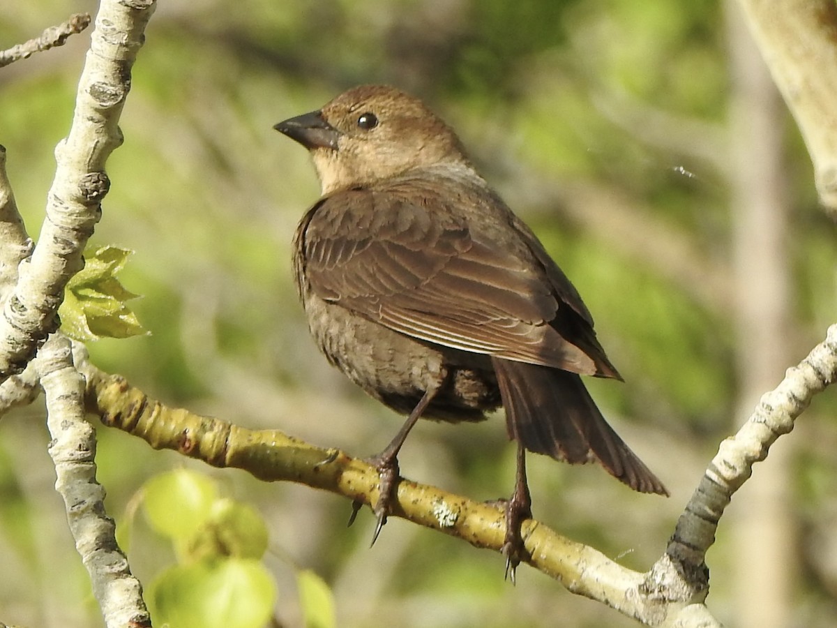 Brown-headed Cowbird - Dan Stoker