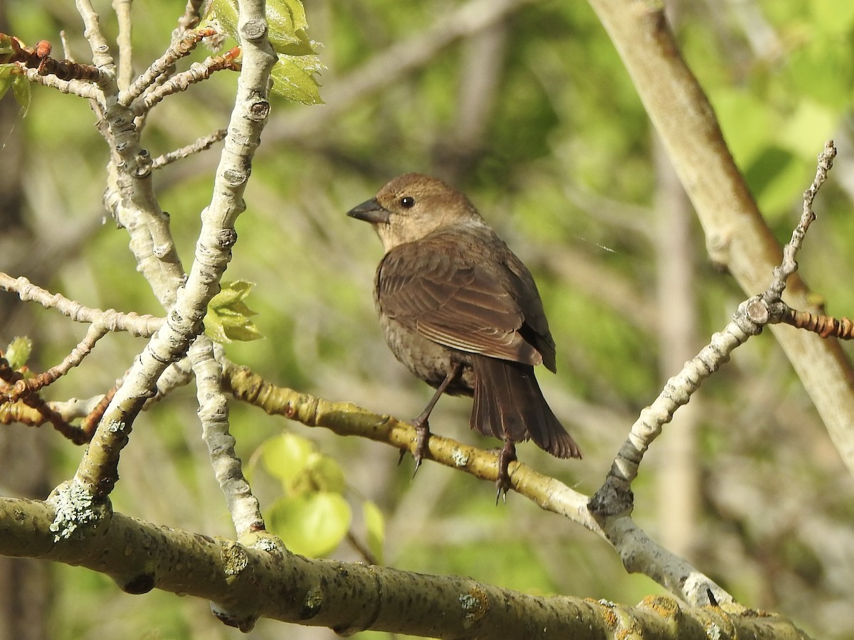 Brown-headed Cowbird - Dan Stoker