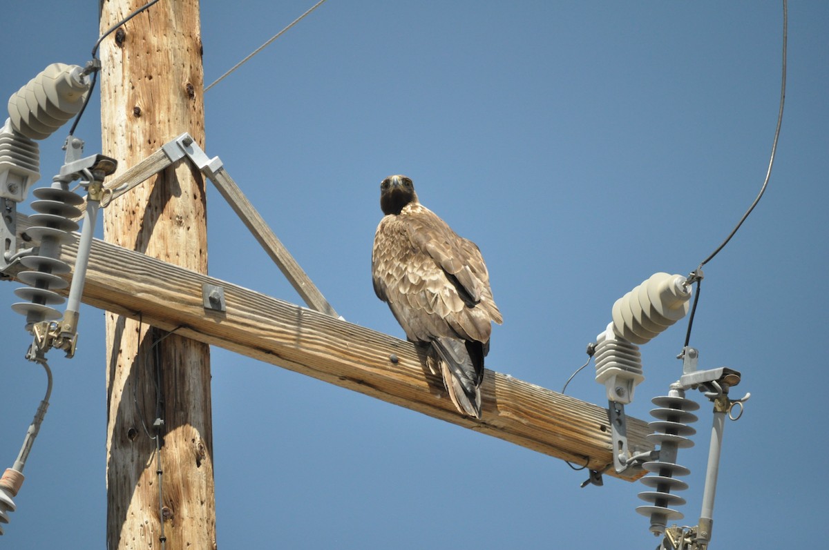 Golden Eagle - Samuel Rodgers