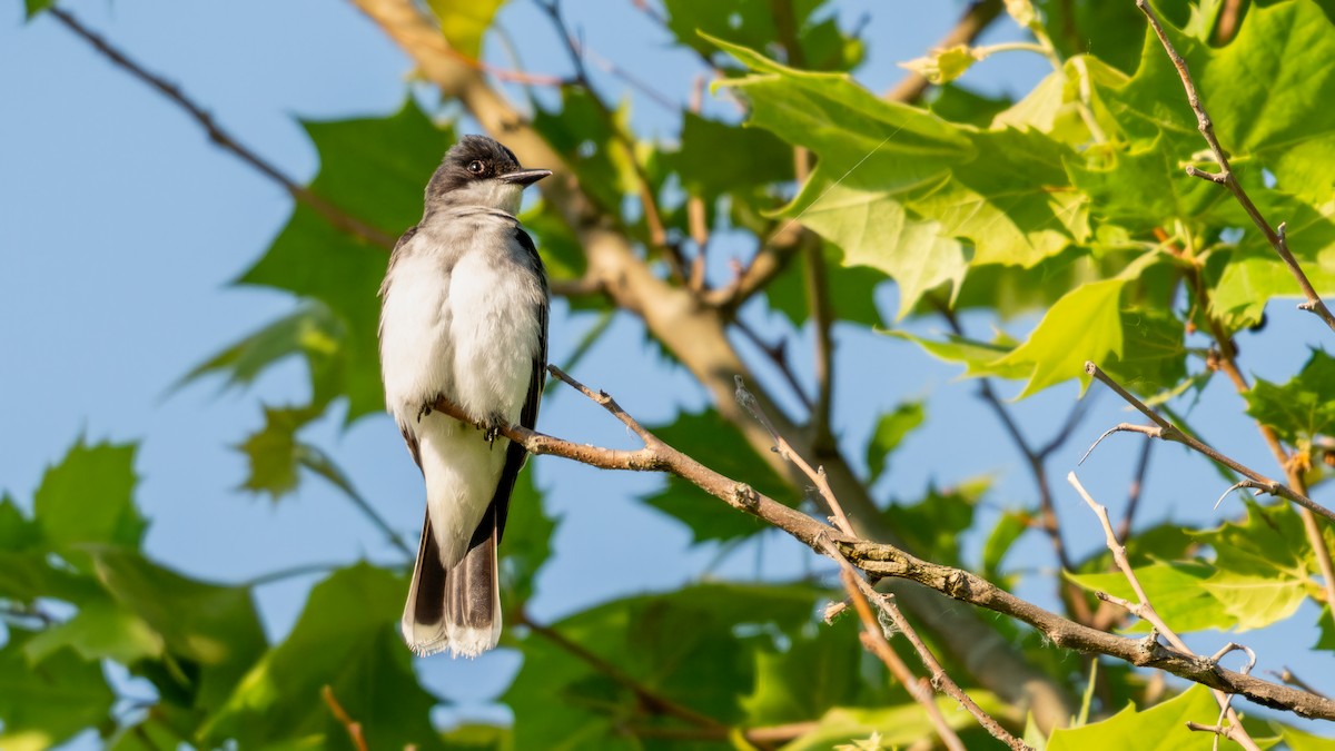 Eastern Kingbird - Tom Hudson