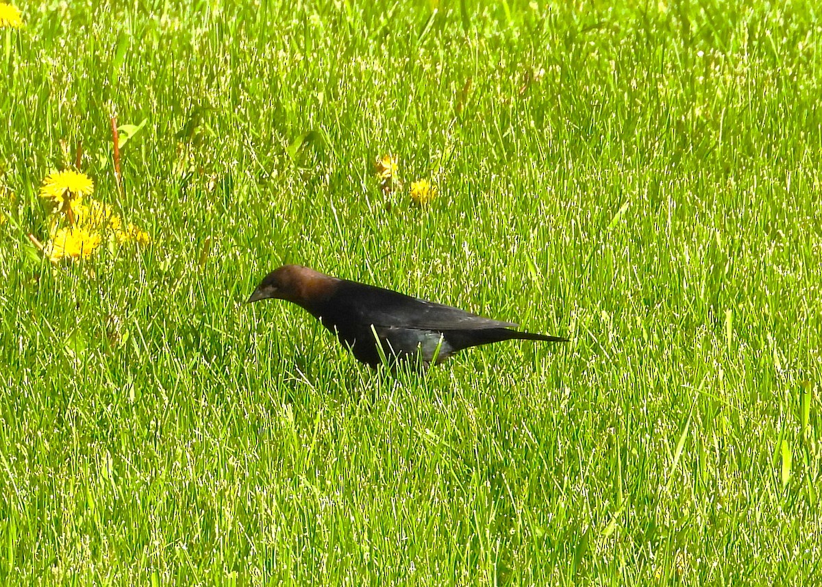 Brown-headed Cowbird - Les Gunderson