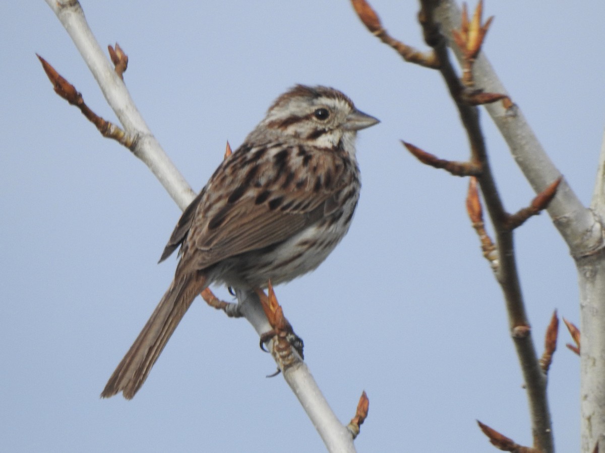 Song Sparrow - Dan Stoker