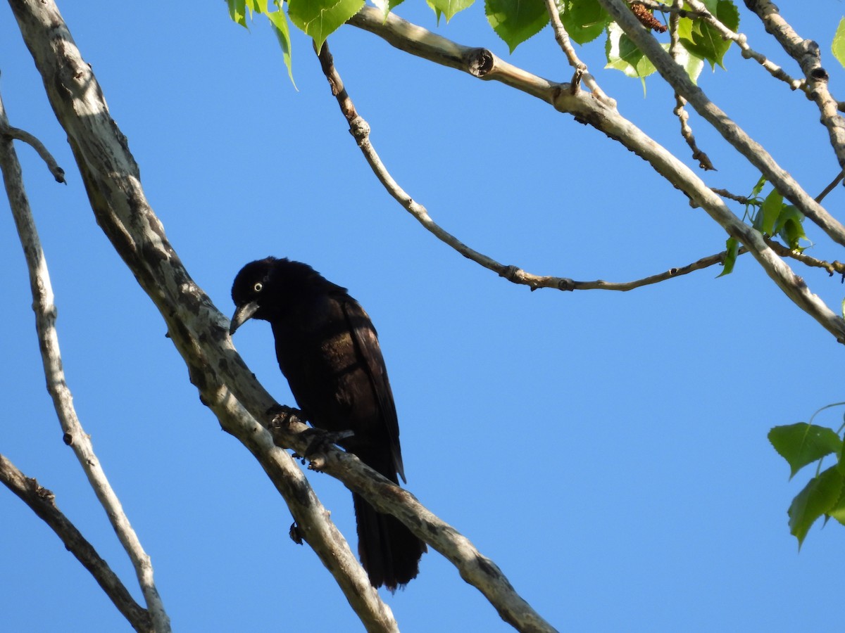 Common Grackle - ML619670795