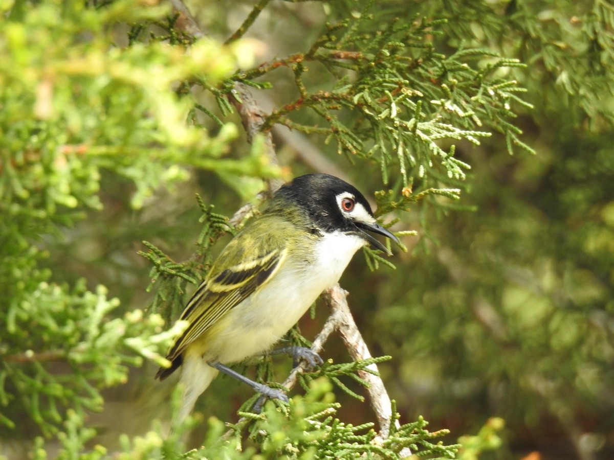 svarthettevireo - ML619670814