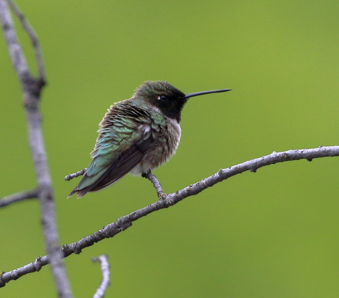 Black-chinned Hummingbird - ML619670822