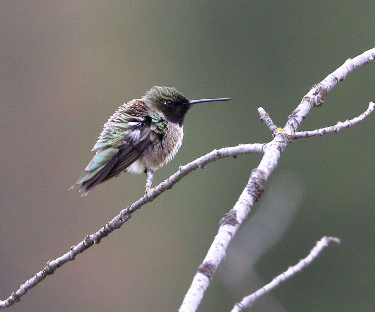 Black-chinned Hummingbird - ML619670823