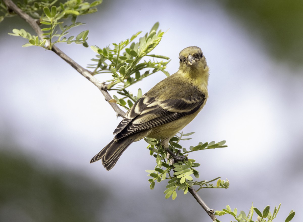 Lesser Goldfinch - Sergio Rivero Beneitez