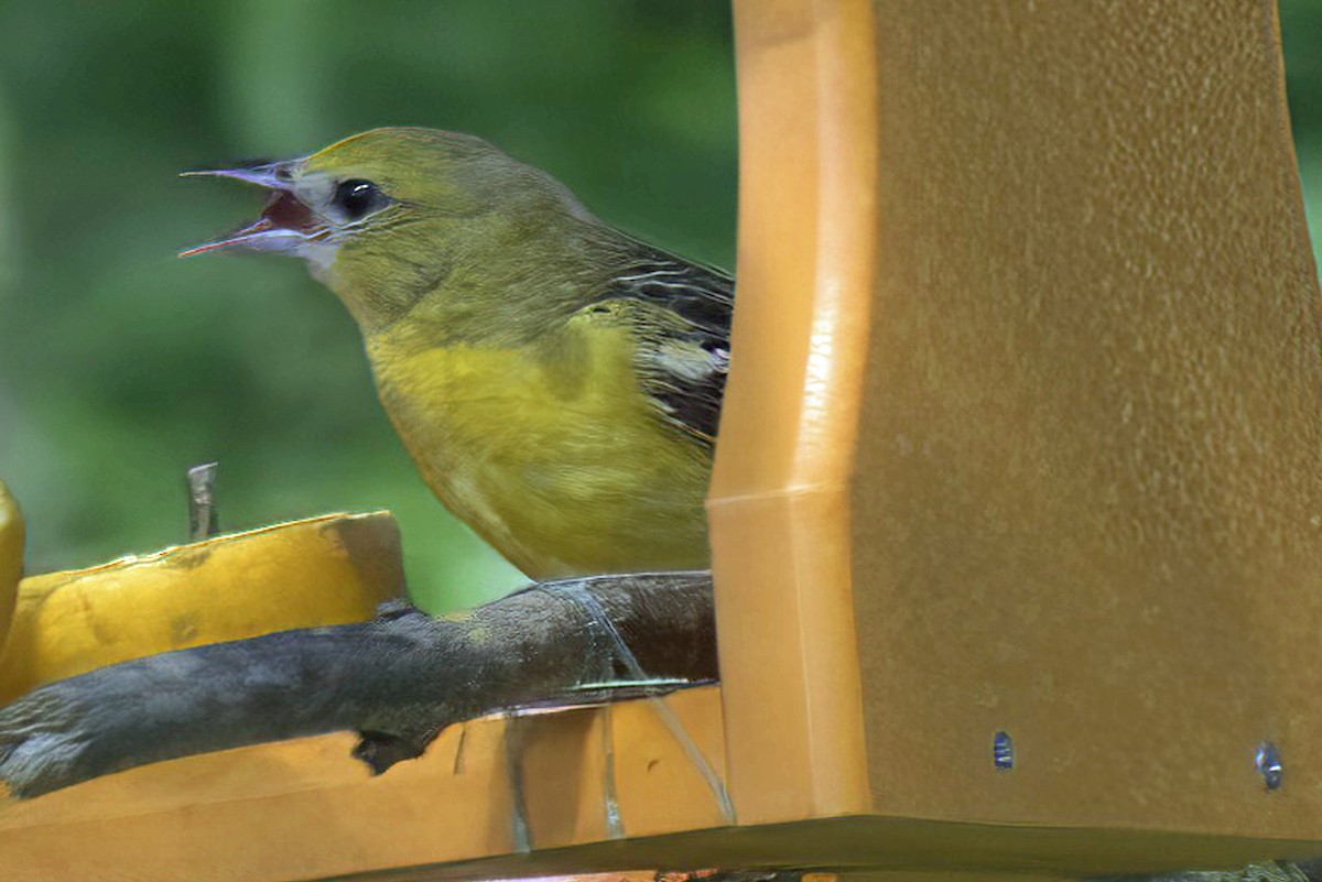 Baltimore Oriole - Jim Tonkinson