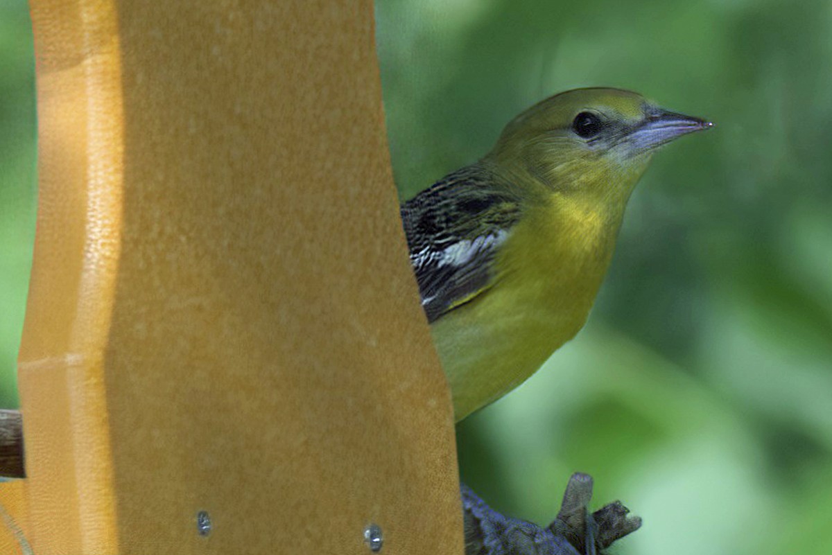 Baltimore Oriole - Jim Tonkinson