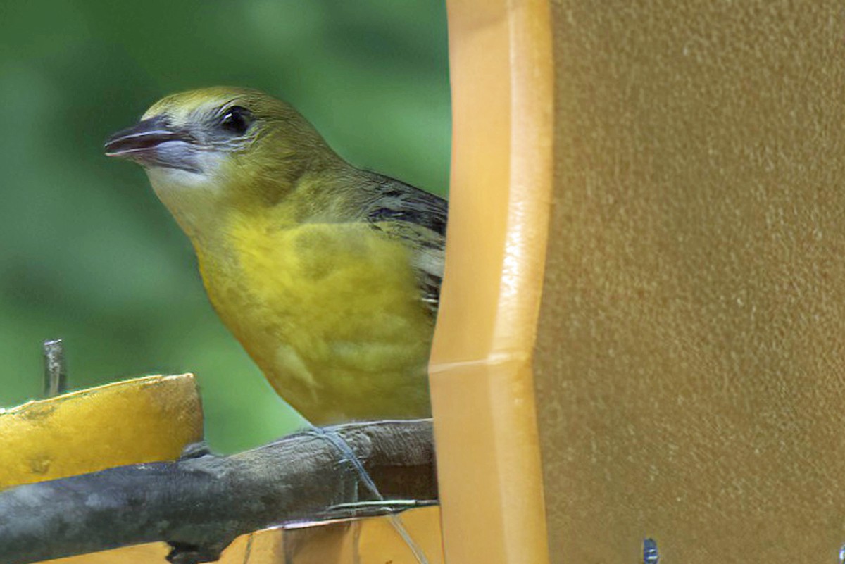 Baltimore Oriole - Jim Tonkinson