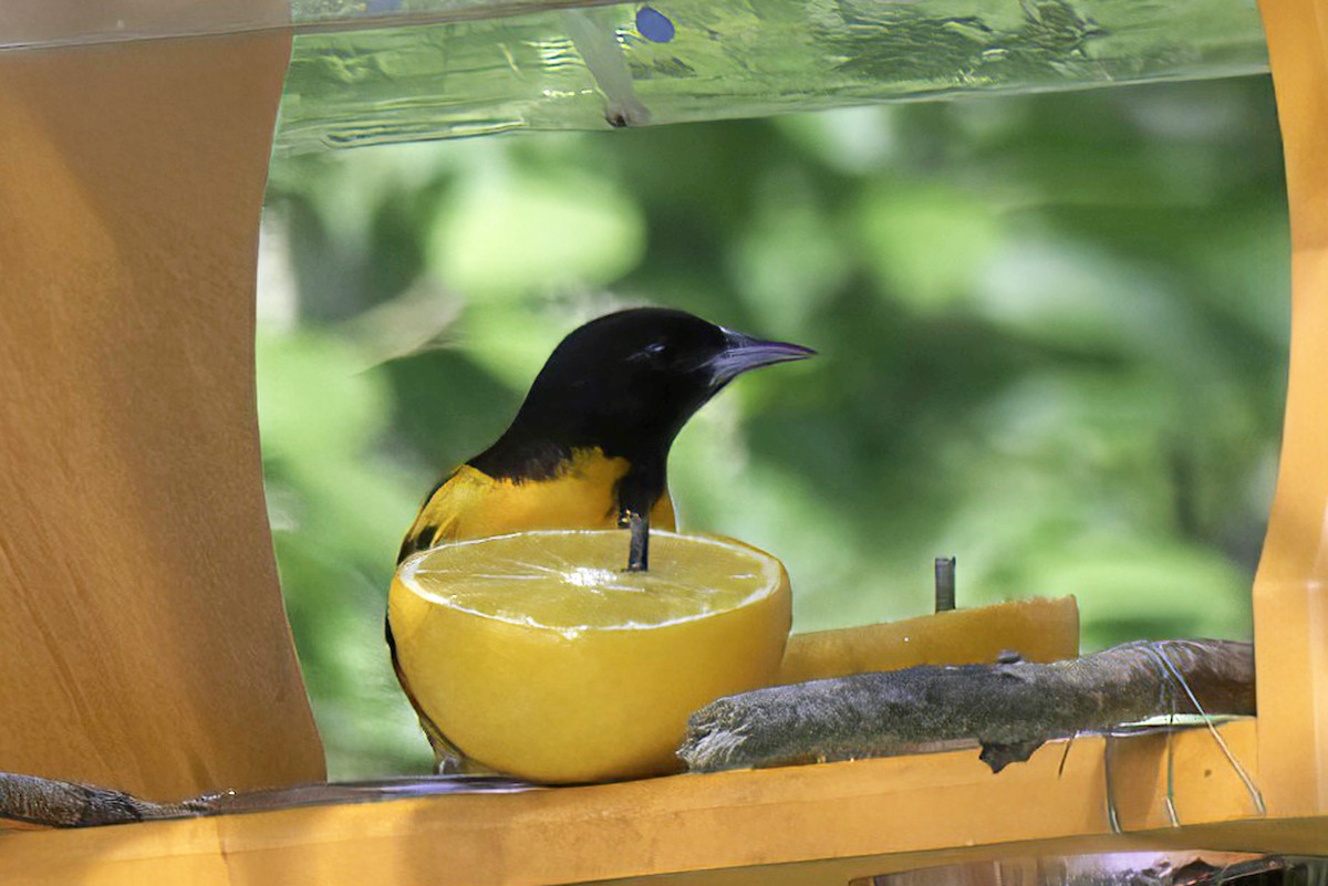 Baltimore Oriole - Jim Tonkinson