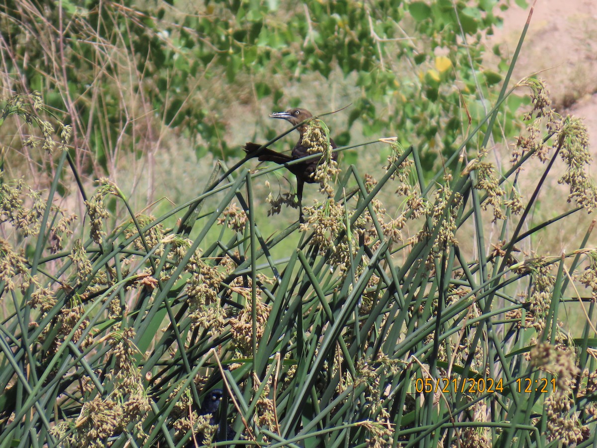 Great-tailed Grackle - Andy Harrison