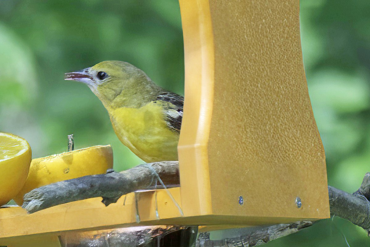 Baltimore Oriole - Jim Tonkinson