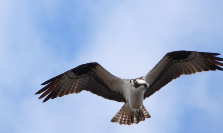 Águila Pescadora - ML619670846