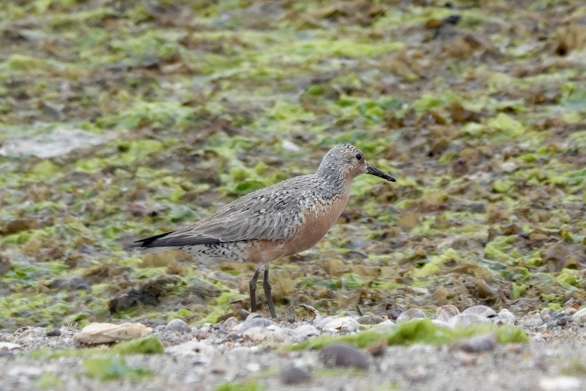 Red Knot - ML619670849