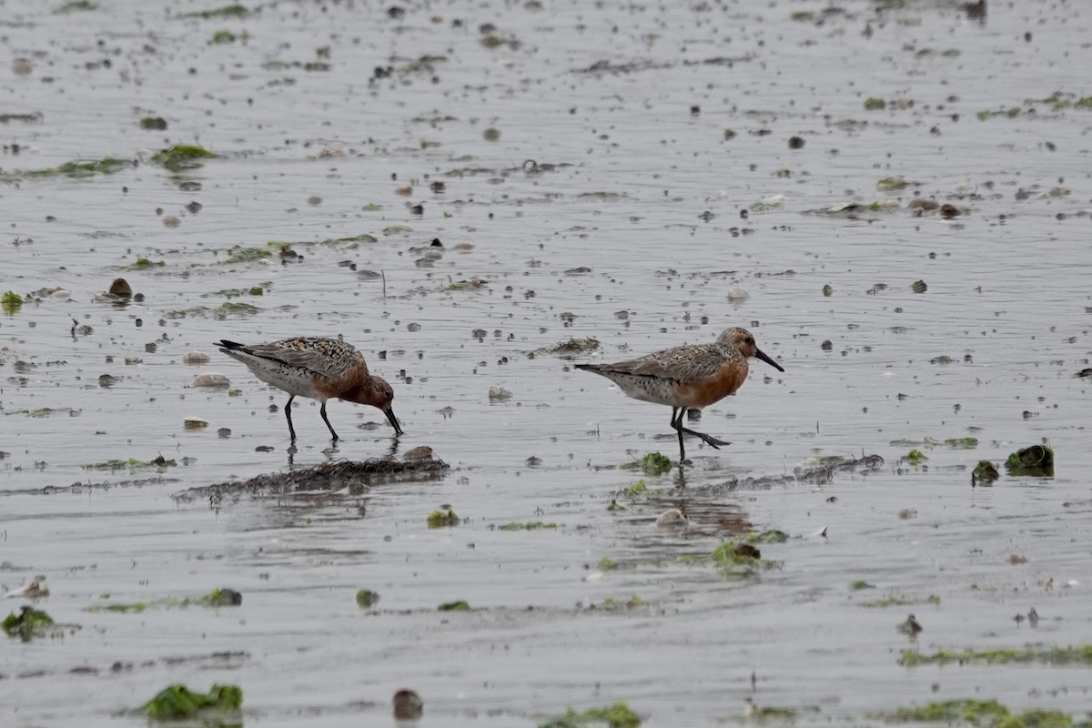 Red Knot - ML619670850