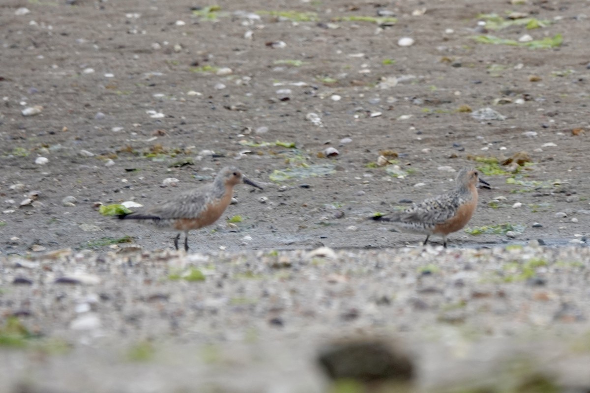 Red Knot - ML619670852