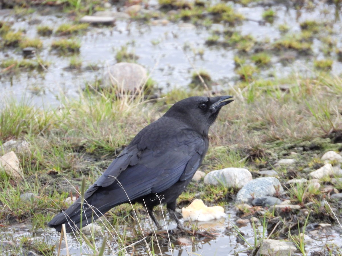 American Crow - Joseph Rojas