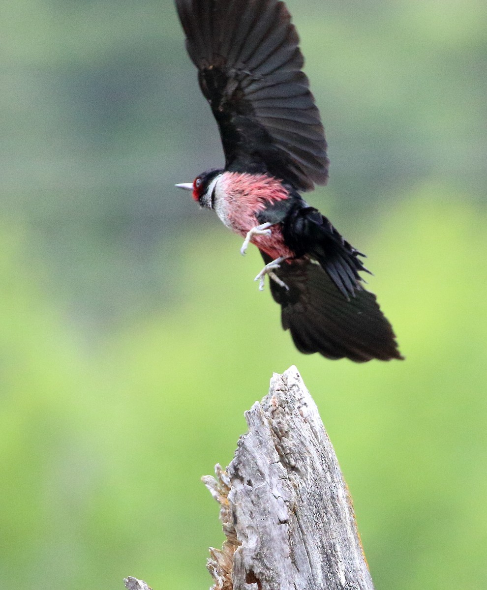 Lewis's Woodpecker - Sneed Collard