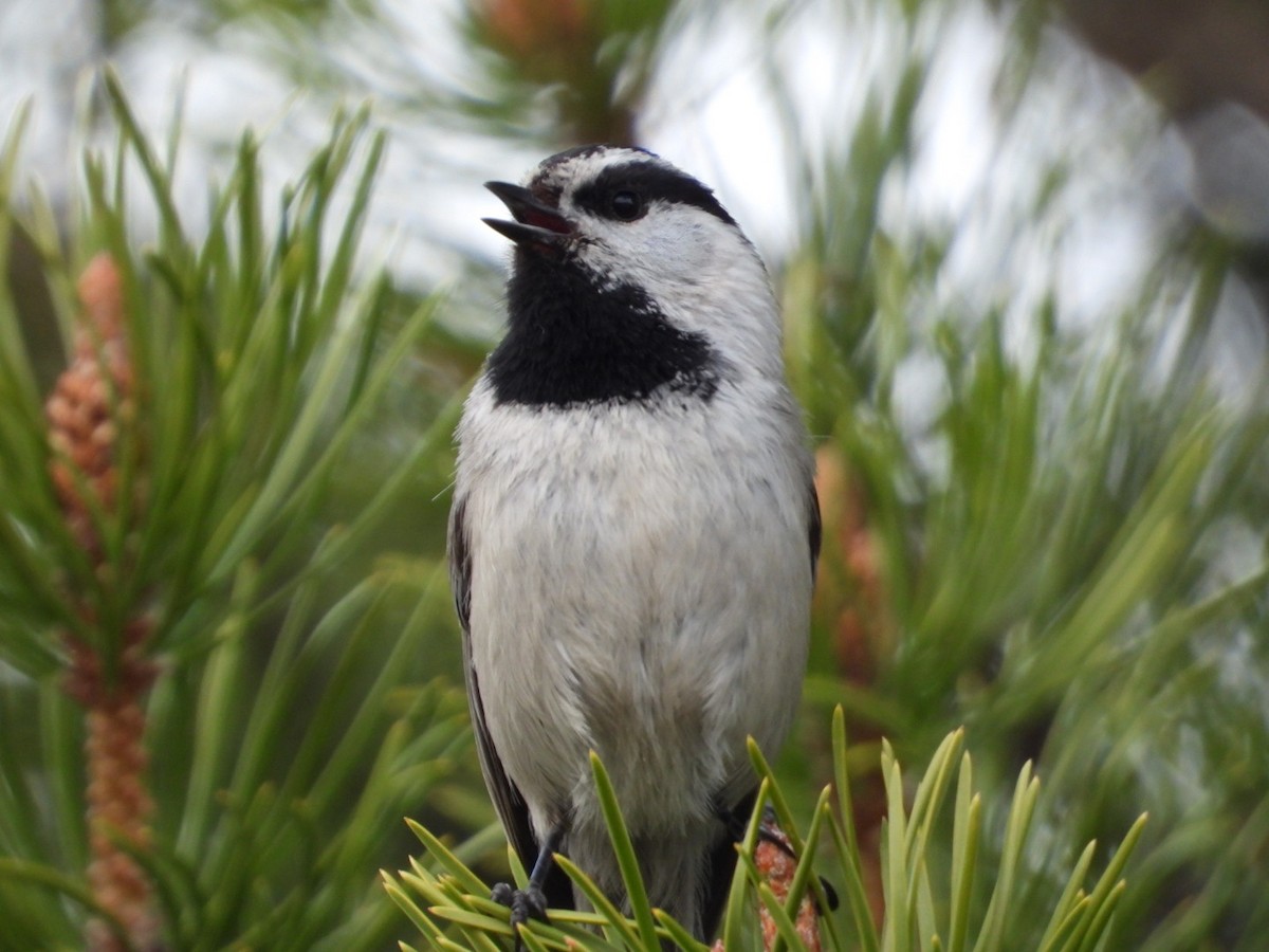 Mountain Chickadee - ML619670870