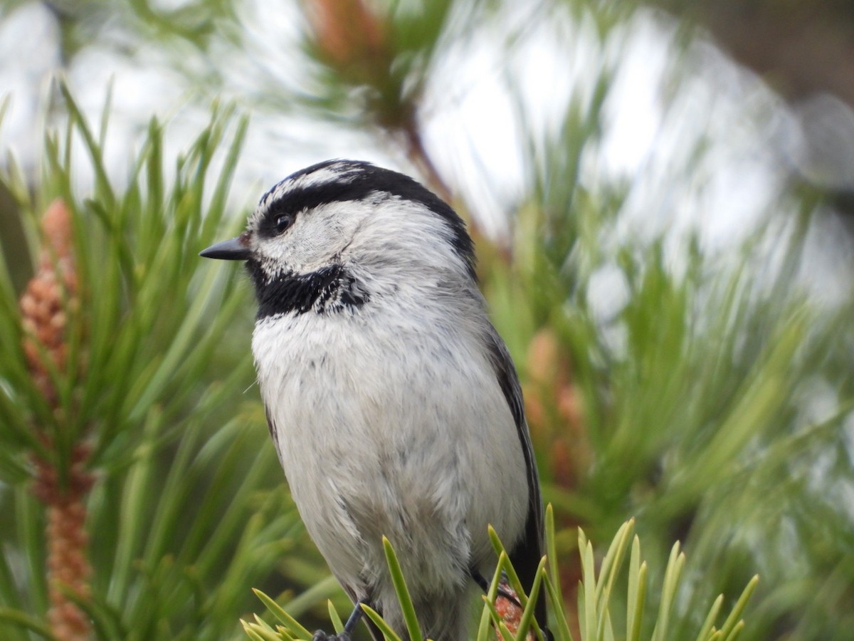 Mountain Chickadee - ML619670871