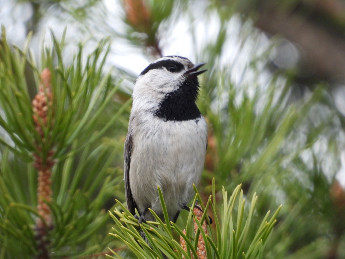 Mountain Chickadee - ML619670872