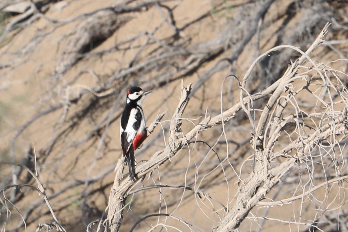 White-winged Woodpecker - ML619670903