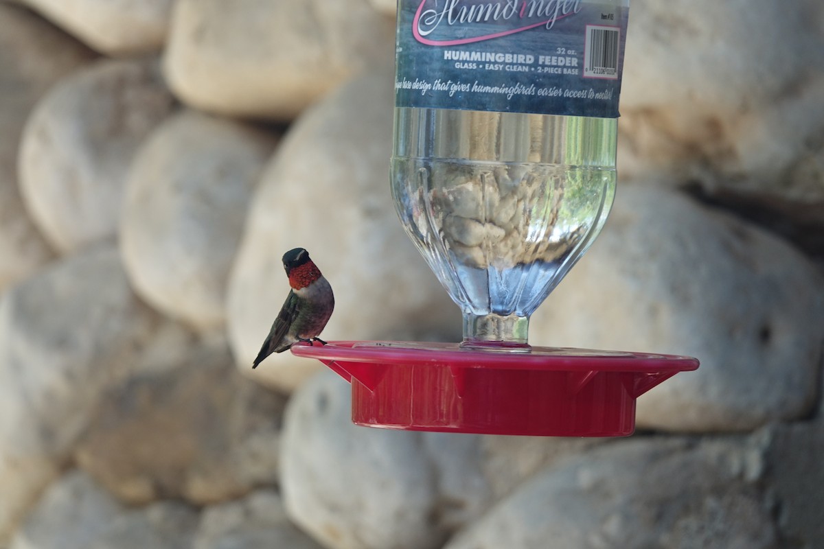 Ruby-throated Hummingbird - ML619670906