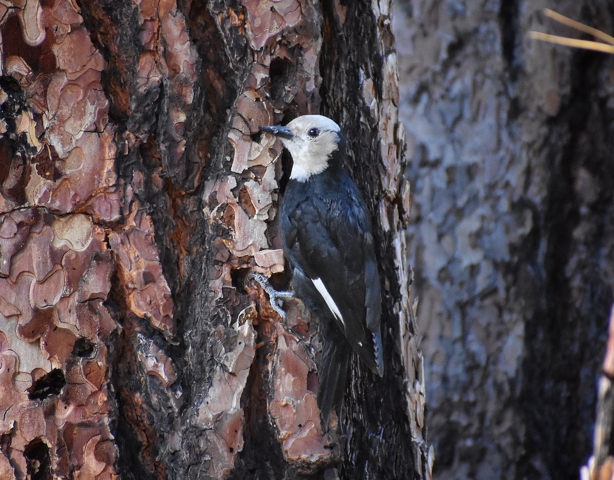 White-headed Woodpecker - ML619670909