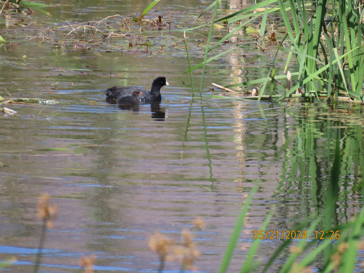 American Coot - Andy Harrison