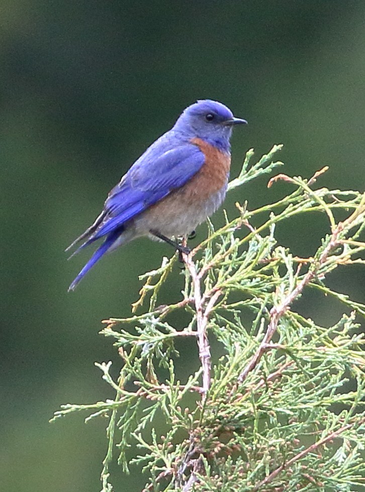 Blaukehl-Hüttensänger - ML619670918