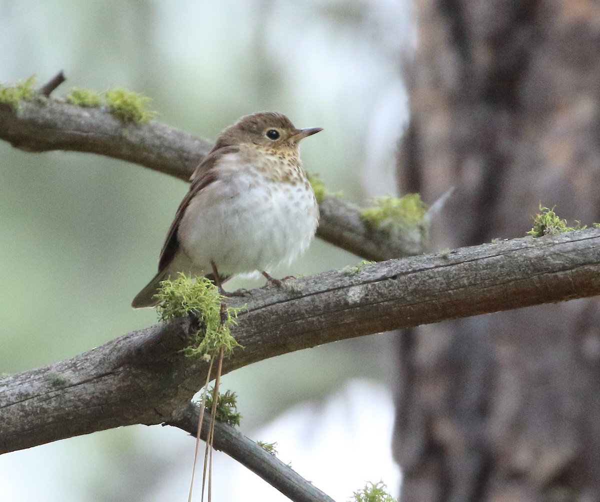 Swainson's Thrush - Sneed Collard