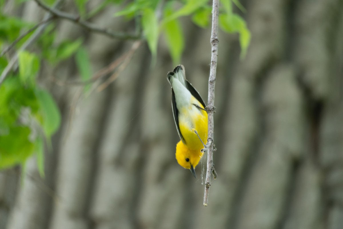 Prothonotary Warbler - Edward Lewis