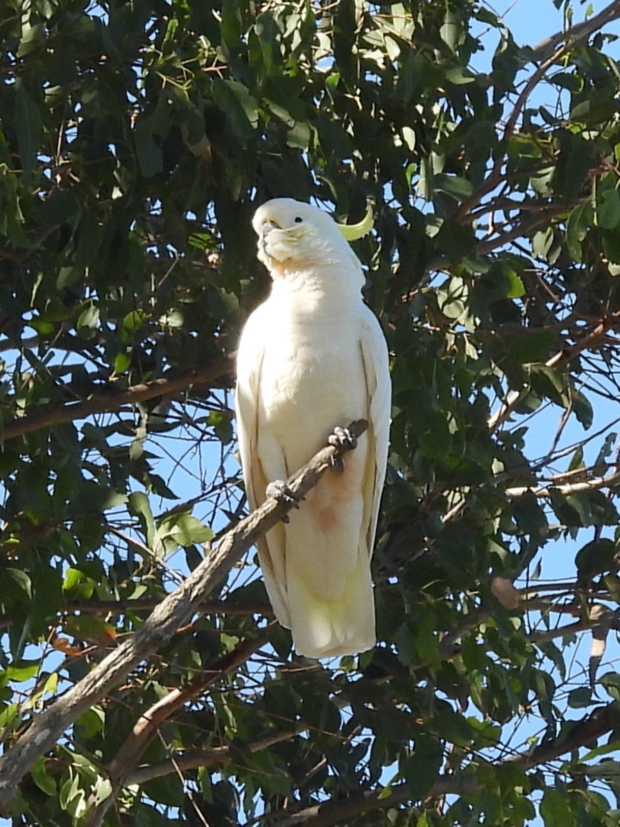 Sulphur-crested Cockatoo - Tris Allinson