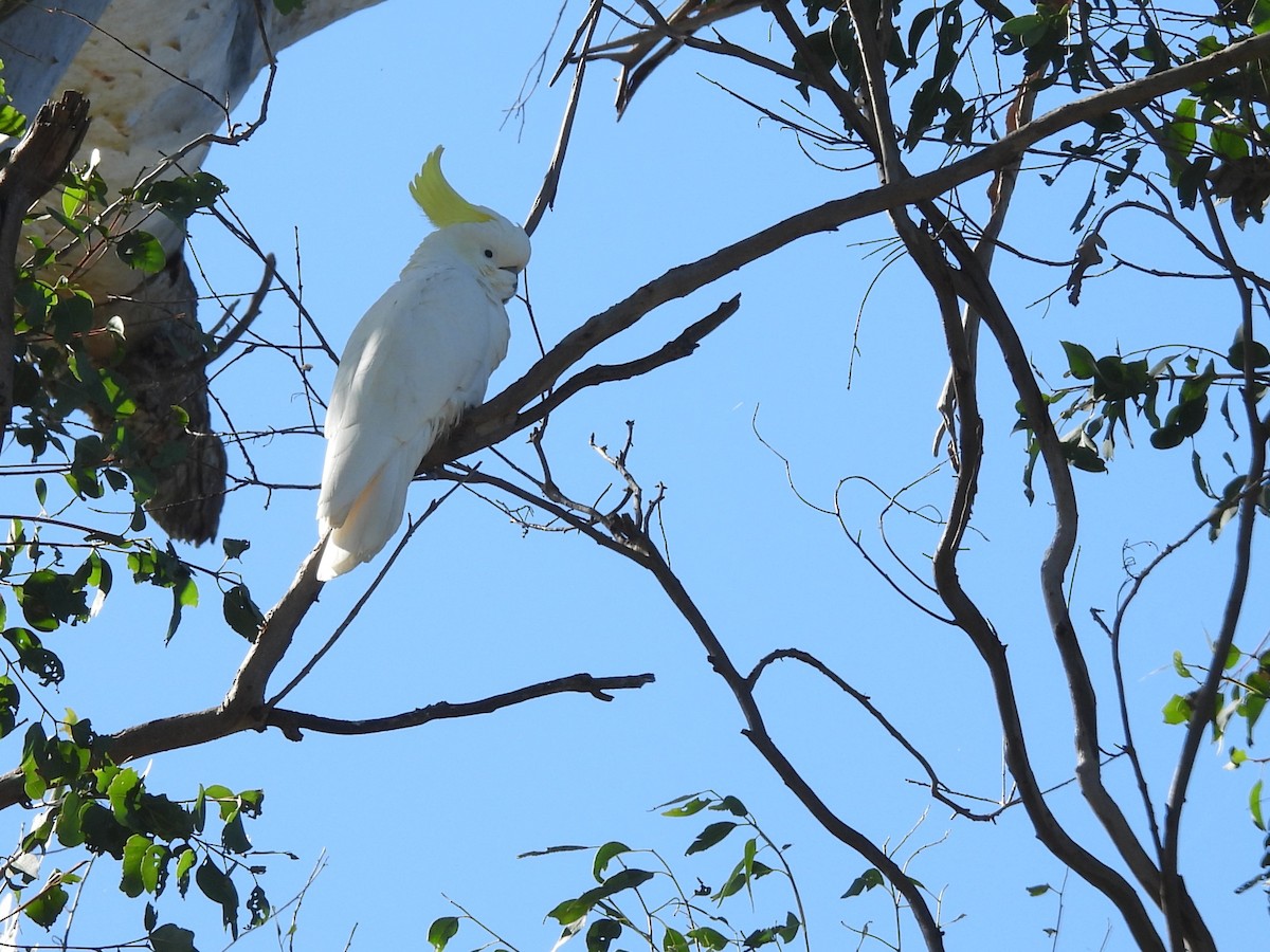 Sulphur-crested Cockatoo - Tris Allinson