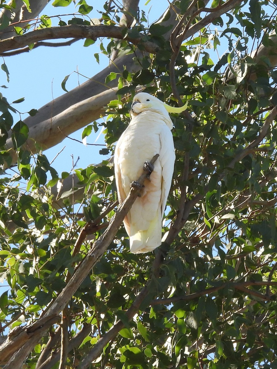 Sulphur-crested Cockatoo - Tris Allinson