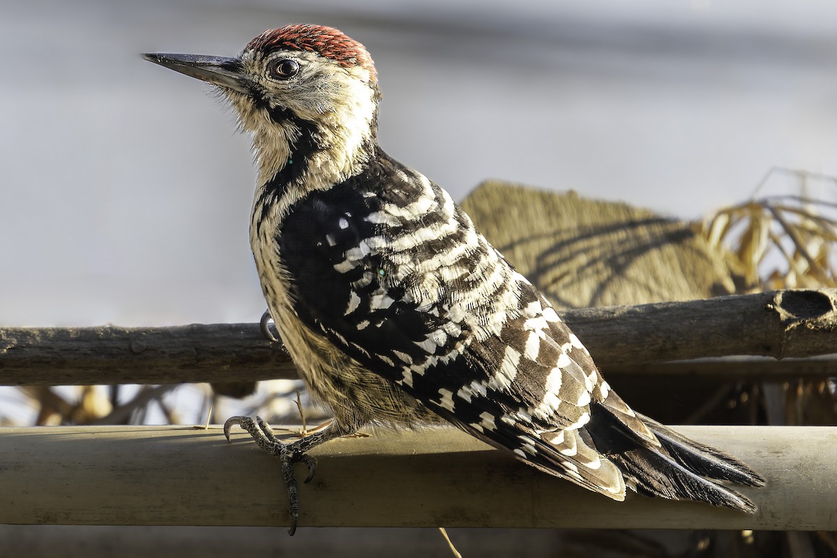 Fulvous-breasted Woodpecker - Grant Price