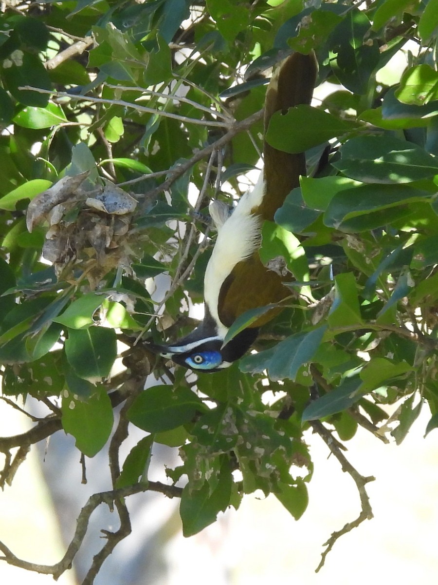 Blue-faced Honeyeater - Tris Allinson