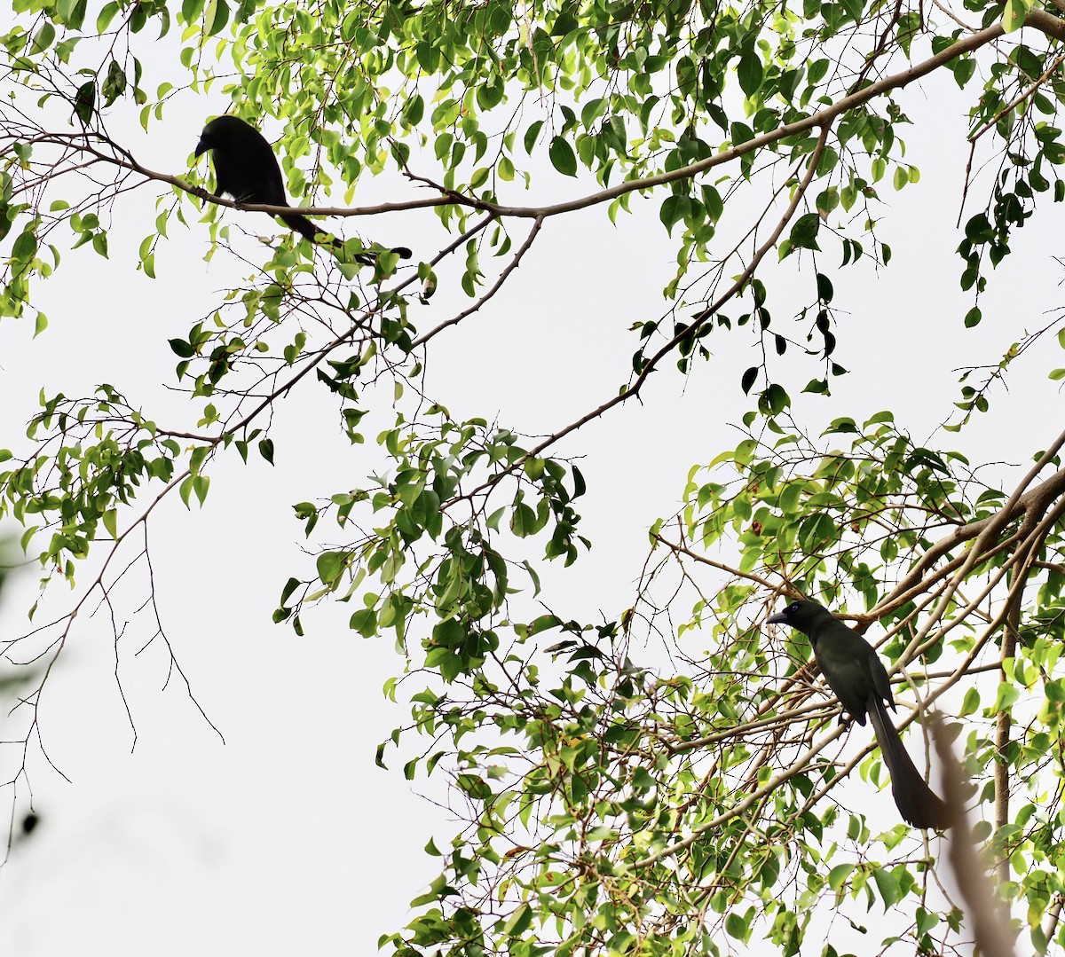 Racket-tailed Treepie - 芳色 林