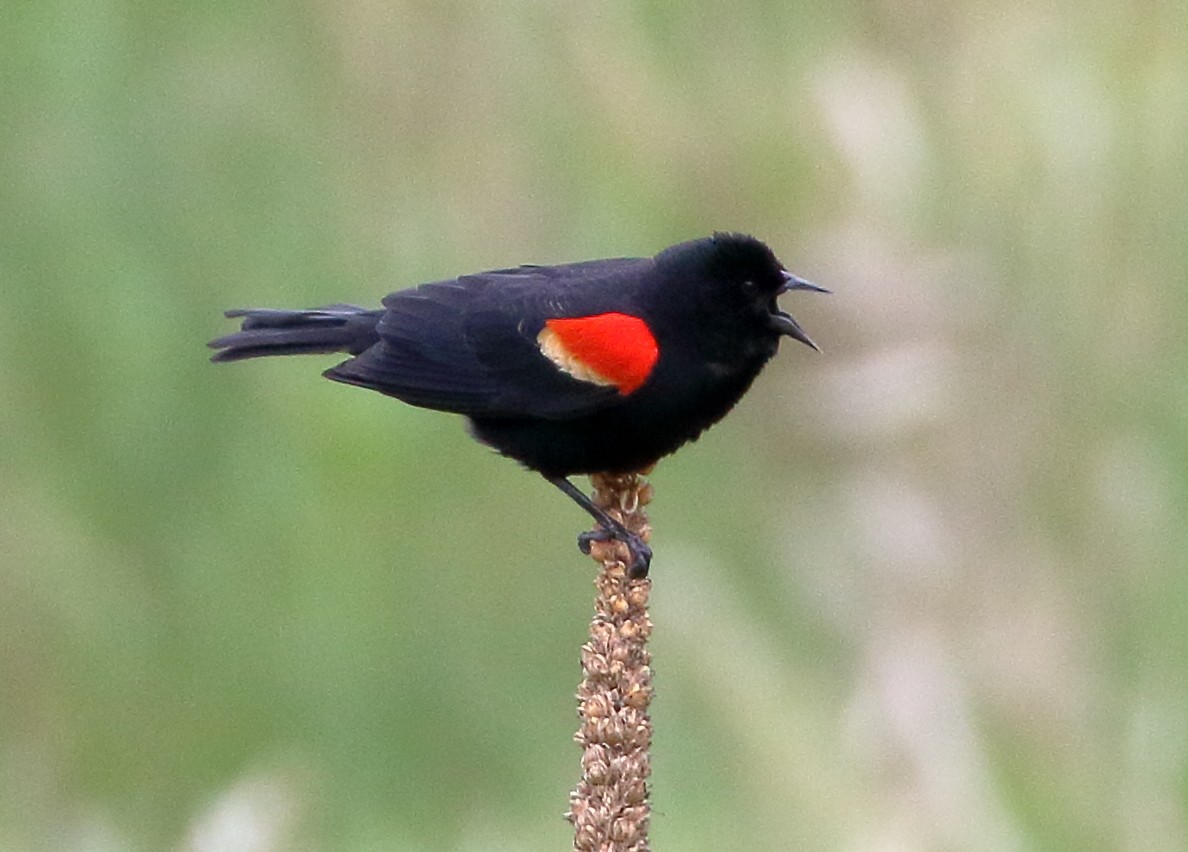 Red-winged Blackbird - Sneed Collard